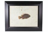 Framed Fossil Fish (Cockerellites) - Green River Formation #122647-1